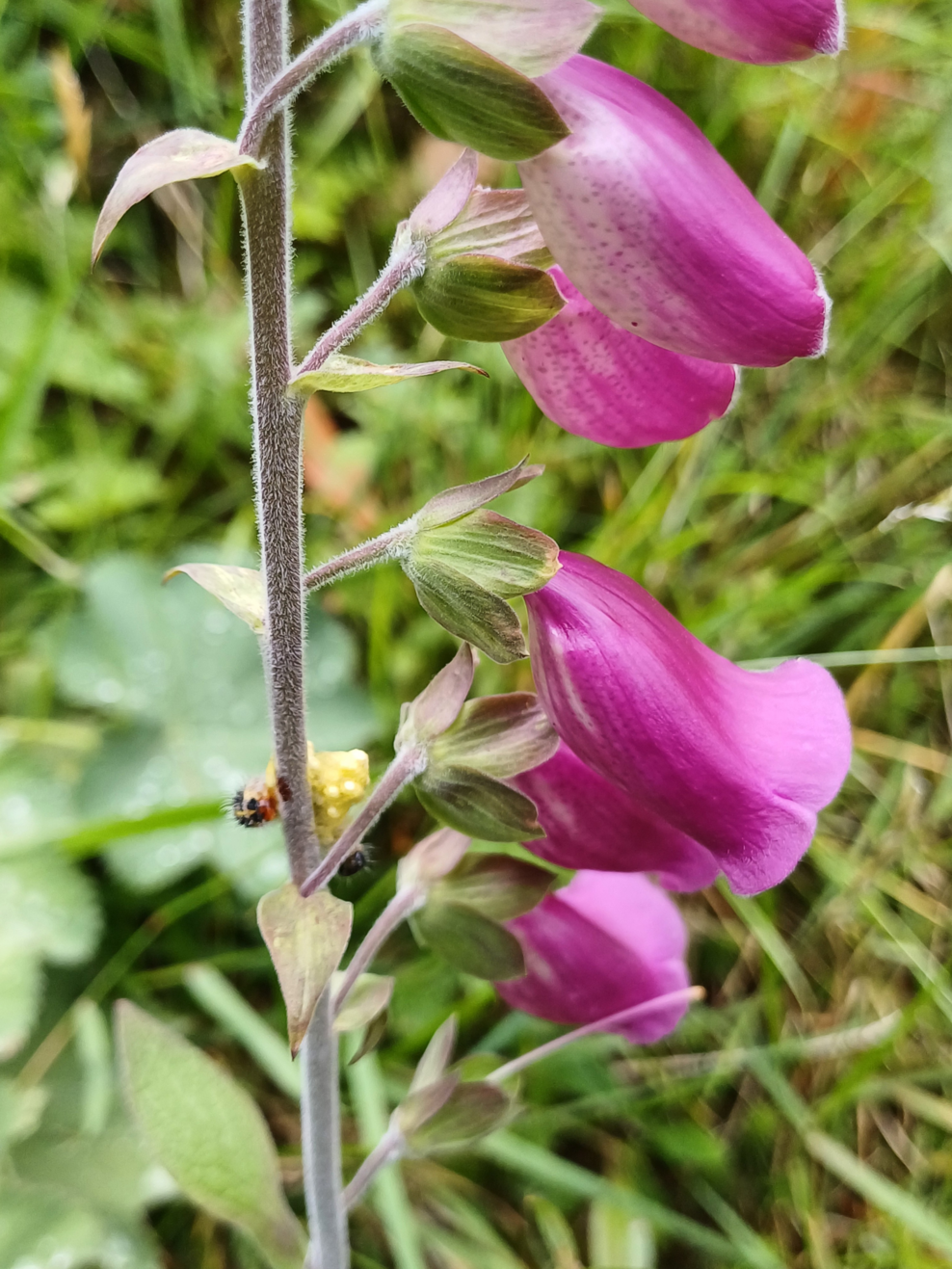 Species spotlight: Foxgloves, bee-friendly havens | The Wildlife Trust ...